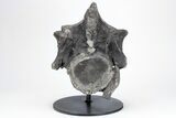 Tyrannosaur Cervical Vertebra - Two Medicine Formation #211086-1